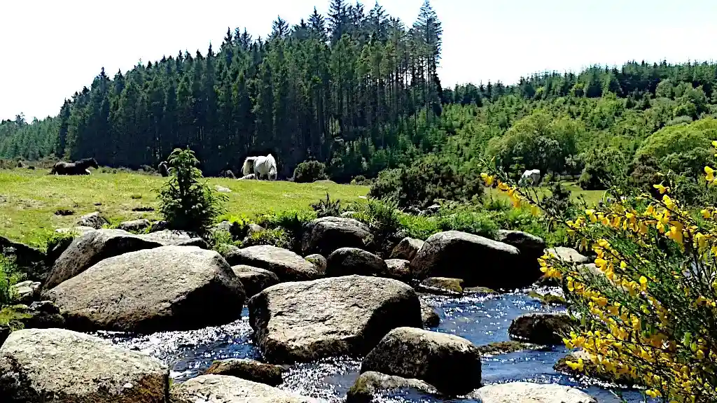 Stream with large grey boulders in the middle of a mixed woodland and meadows