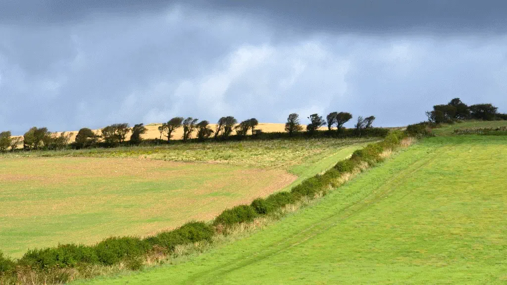 Green hills and line of tree