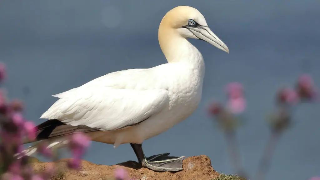 A gannet