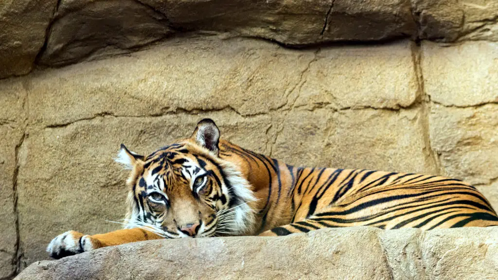 Tiger resting on rocks in London Zoo